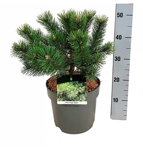 Pinus mugo Gnom C7,5 Lit. 25-30 cm