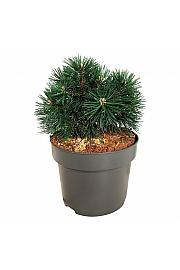 Pinus mugo Green Pearl C4 Lit. 20-25 cm