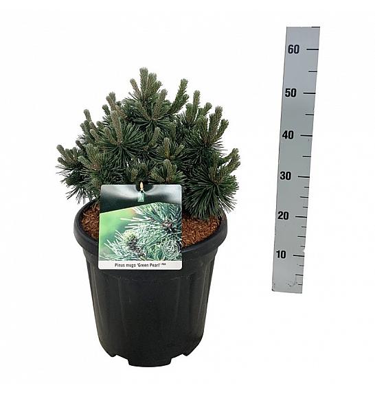 Pinus mugo Green Pearl C15 Lit. 30-40 cm