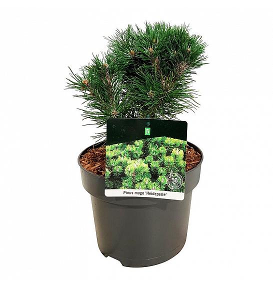 Pinus mugo Heideperle C4 Lit. 20-25 cm