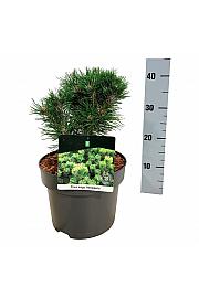 Pinus mugo Heideperle C4 Lit. 20-25 cm