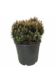 Pinus mugo Heideperle C30 Lit. 40-50 cm extra