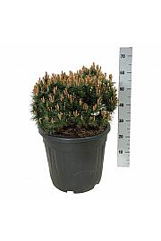 Pinus mugo Heideperle C30 Lit. 40-50 cm extra