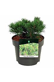 Pinus mugo Klostergrün C4 Lit. 15-20 cm