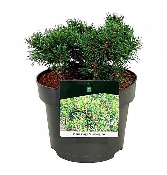 Pinus mugo Klostergrün C4 Lit. 15-20 cm