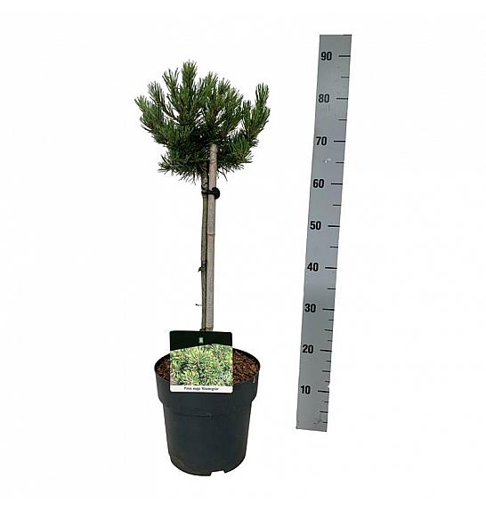 Pinus mugo Klostergrün C5 Lit. Na steblu 40 cm