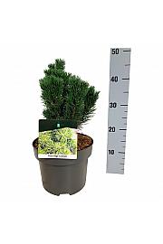 Pinus mugo Limerick C4 Lit. 20-25 cm