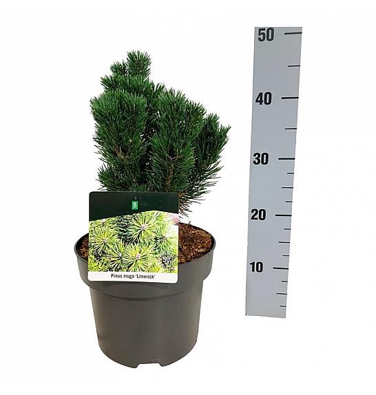 Pinus mugo Limerick C4 Lit. 20-25 cm