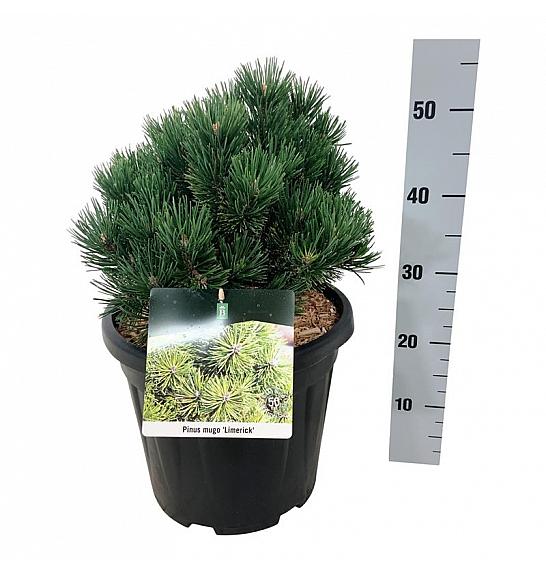 Pinus mugo Limerick C15 Lit. 25-30 cm