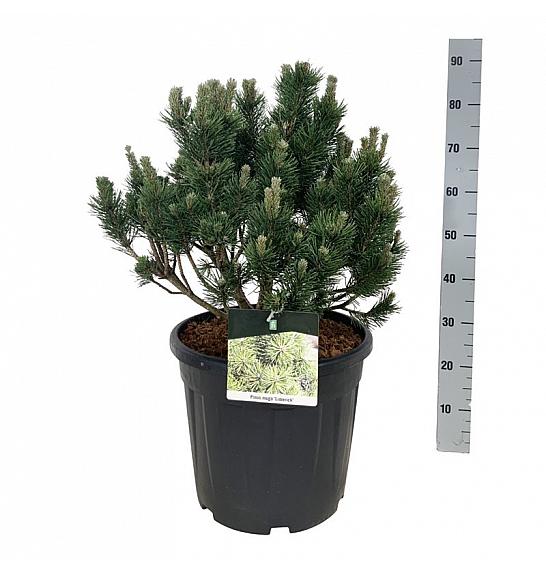 Pinus mugo Limerick C30 Lit. 40-50 cm extra