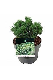 Pinus mugo Mops C4 Lit. 15-20 cm