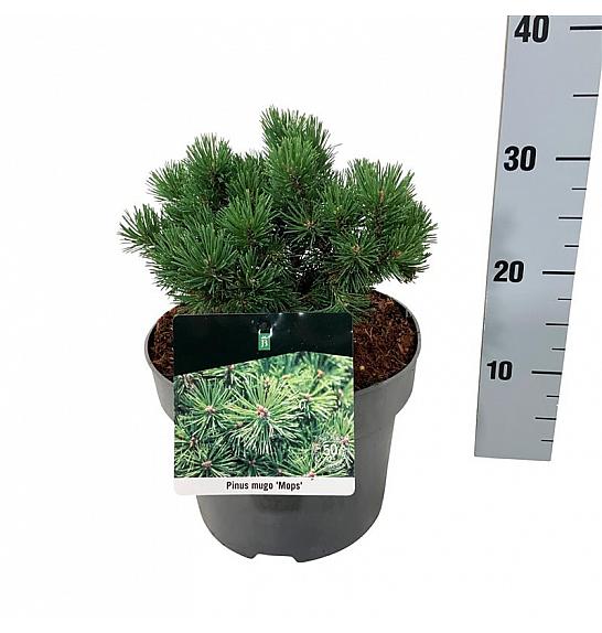 Pinus mugo Mops C4 Lit. 15-20 cm