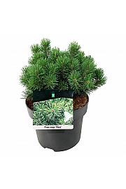 Pinus mugo Mops C4 Lit. 20-25 cm