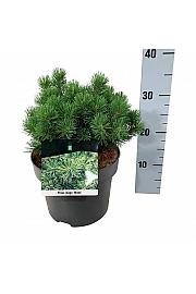 Pinus mugo Mops C4 Lit. 20-25 cm