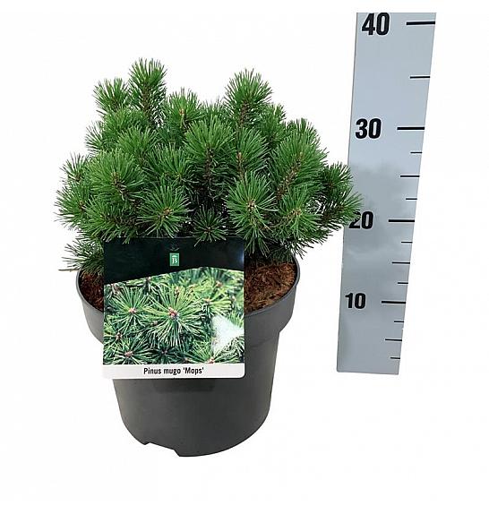 Pinus mugo Mops C4 Lit. 20-25 cm