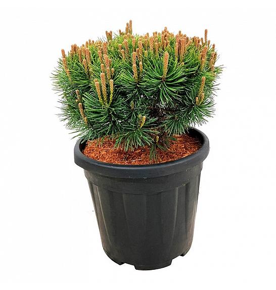 Pinus mugo Mops C15 Lit. 30-40 cm