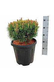 Pinus mugo Mops C15 Lit. 30-40 cm