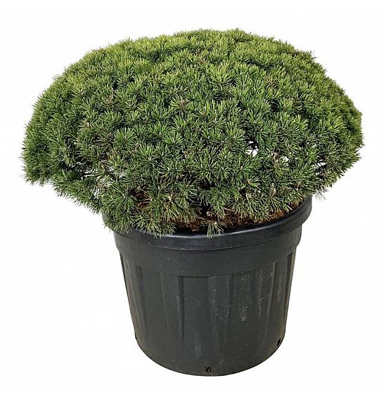 Pinus mugo Mops C110 cm 80-100 cm; Soliter