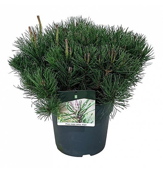Pinus mugo mugo C7 Lit. 40-50 cm