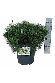 Pinus mugo mugo C7 Lit. 40-50 cm