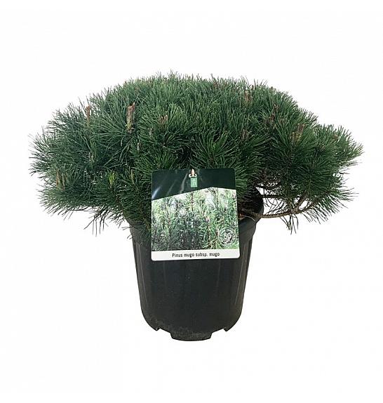 Pinus mugo mugo C15 Lit. 50-60 cm