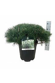 Pinus mugo mugo C15 Lit. 50-60 cm