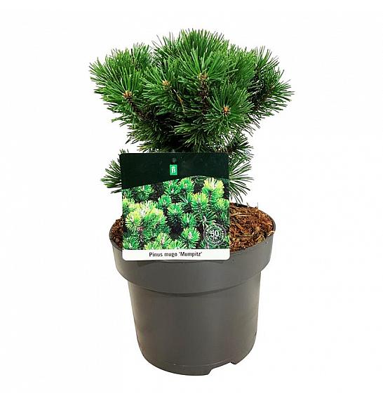Pinus mugo Mumpitz C4 Lit. 20-25 cm