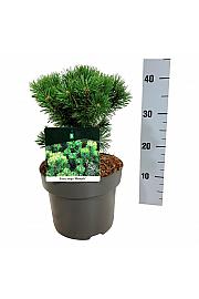 Pinus mugo Mumpitz C4 Lit. 20-25 cm