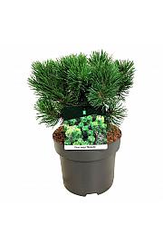 Pinus mugo Mumpitz C4 Lit. 25-30 cm
