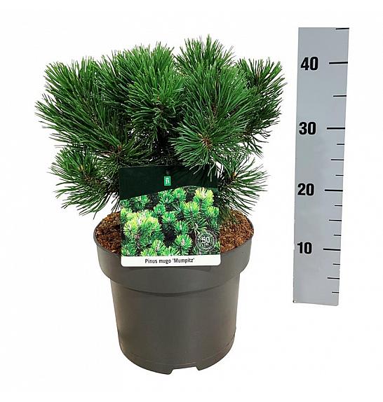 Pinus mugo Mumpitz C4 Lit. 25-30 cm