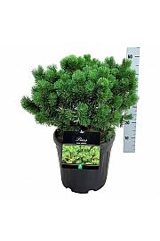 Pinus mugo Mumpitz C15 Lit. 40-50 cm