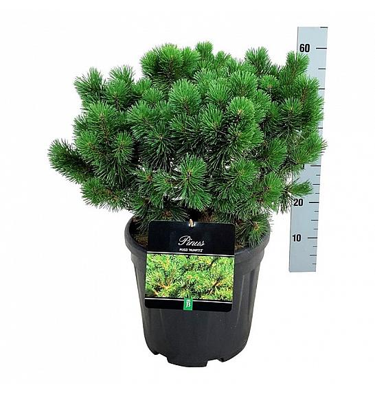 Pinus mugo Mumpitz C15 Lit. 40-50 cm