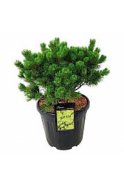 Pinus mugo Mumpitz C30 Lit. 40-50 cm extra