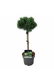Pinus mugo Mumpitz C5 Lit. Na steblu 40 cm