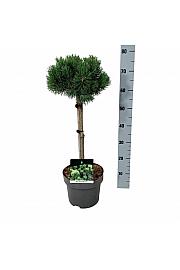 Pinus mugo Mumpitz C5 Lit. Na steblu 40 cm