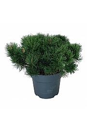 Pinus mugo pumilio C7 Lit. 40-50 cm