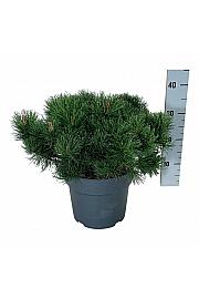 Pinus mugo pumilio C7 Lit. 40-50 cm