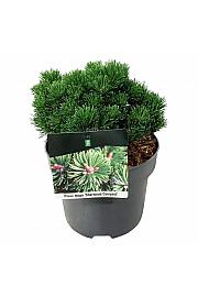 Pinus mugo Sherwood Compact C4 Lit. 15-20 cm