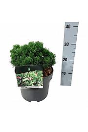 Pinus mugo Sherwood Compact C4 Lit. 15-20 cm