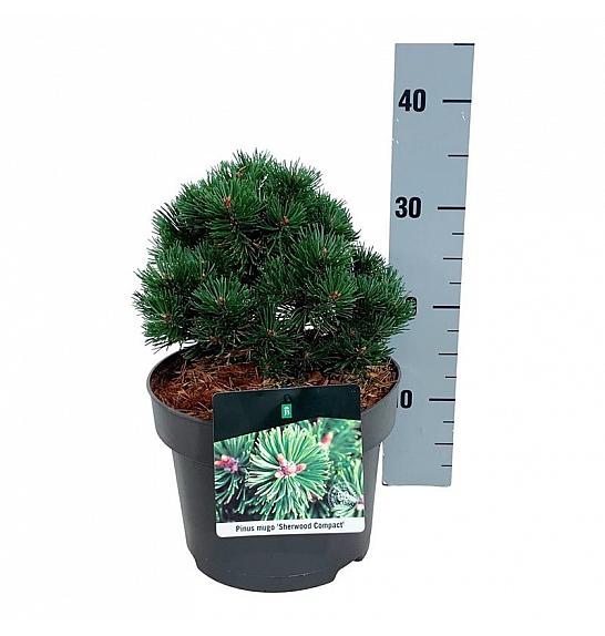 Pinus mugo Sherwood Compact C4 Lit. 20-25 cm
