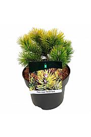 Pinus mugo Winter Gold C4 Lit. 15-20 cm