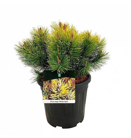 Pinus mugo Winter Gold C15 Lit. 30-40 cm