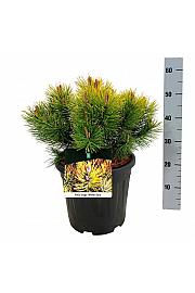 Pinus mugo Winter Gold C15 Lit. 30-40 cm