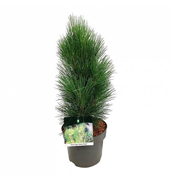 Pinus nigra Green Tower C4 Lit. 30-40 cm