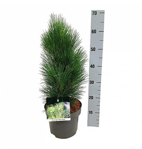 Pinus nigra Green Tower C4 Lit. 30-40 cm