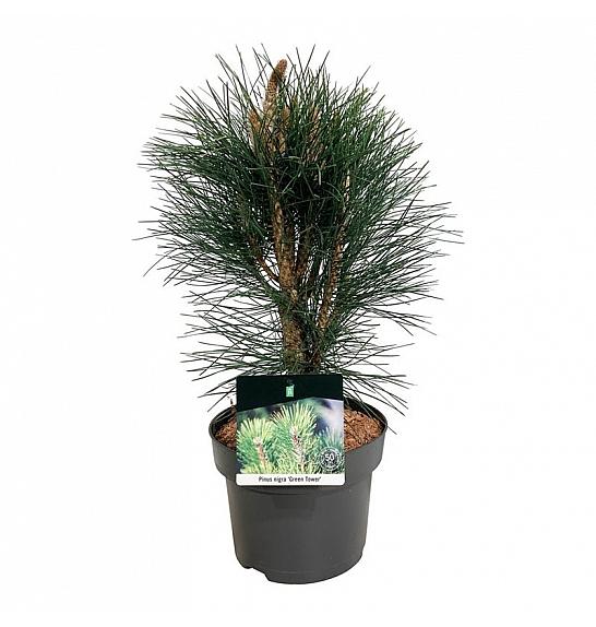 Pinus nigra Green Tower C4 Lit. 40-50 cm