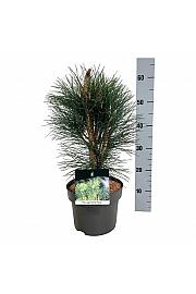 Pinus nigra Green Tower C4 Lit. 40-50 cm