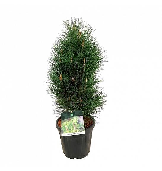 Pinus nigra Green Tower C15 Lit. 60-80 cm