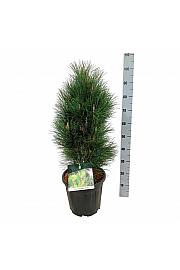 Pinus nigra Green Tower C15 Lit. 60-80 cm