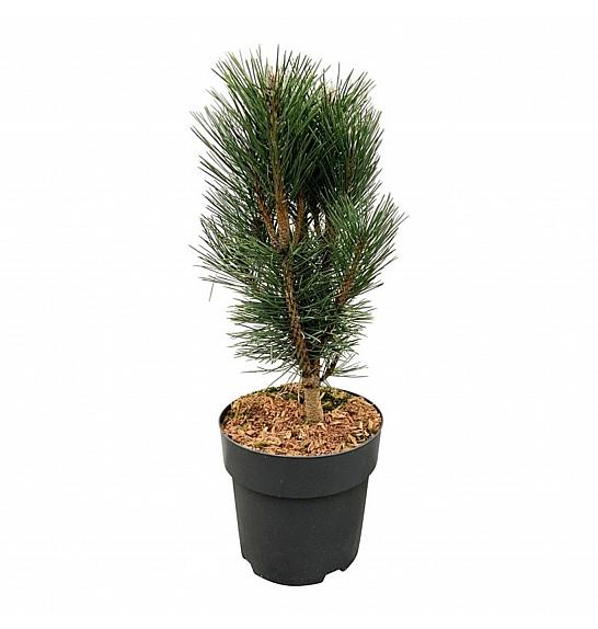 Pinus nigra Loïs C4 Lit. 30-40 cm